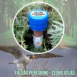 Falcão Peregrino